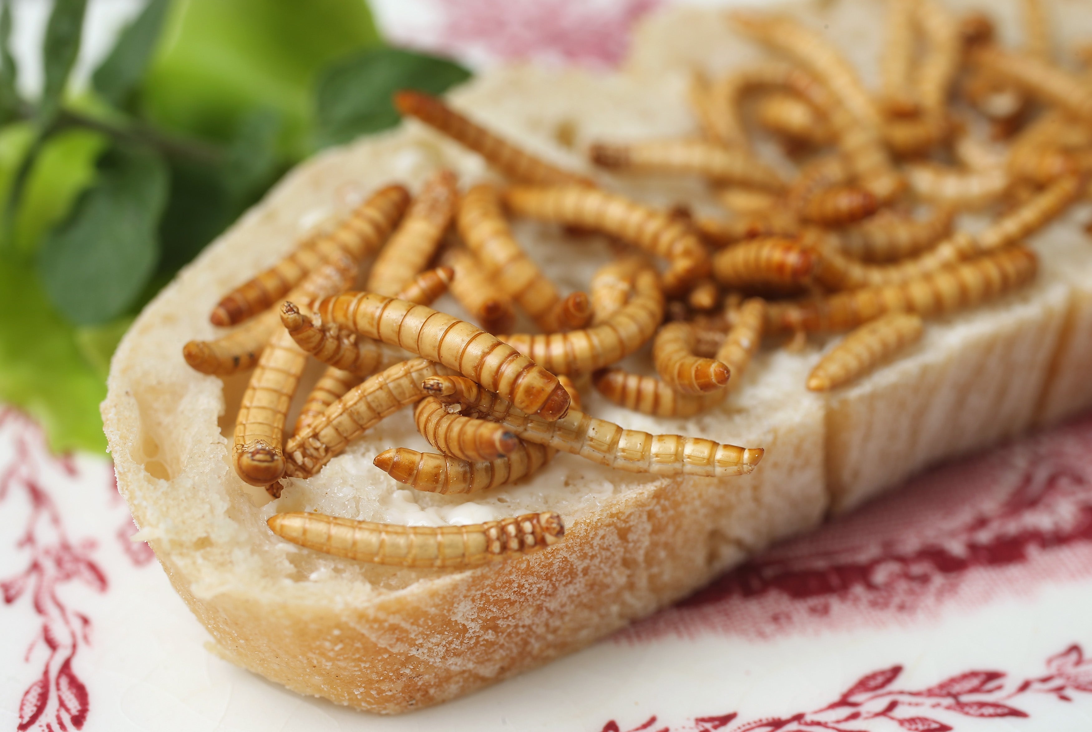 Fronteras del futuro: El nuevo menú: insectos, la futura pesadilla en la cocina Fronteras del futuro: El nuevo menú: insectos, la futura pesadilla en la cocina