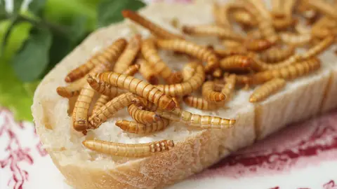 Insectos, una alternativa alimenticia a la carne, el pescado o la verdura Insectos, una alternativa alimenticia a la carne, el pescado o la verdura