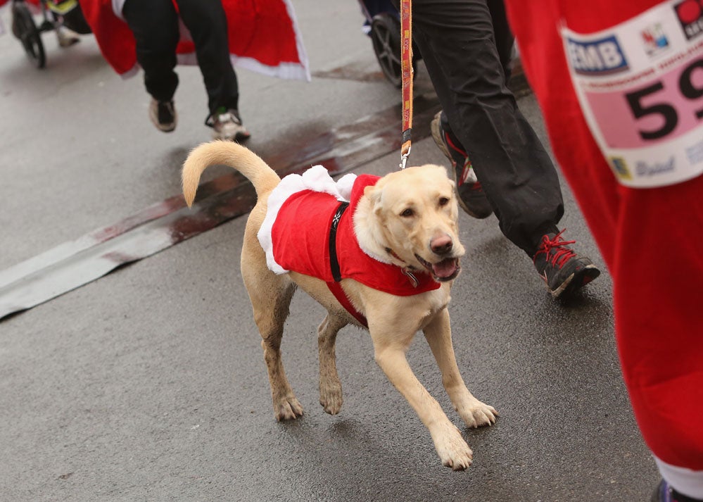 I Edición de la Canicross "Ciudad de Valladolid" I Edición de la Canicross "Ciudad de Valladolid"