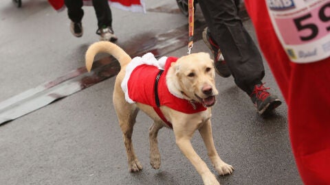 Perro corriendo una carrera