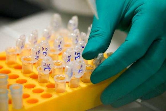 Investigadores españoles logran por primera vez la desaparición del cáncer de páncreas en ratones Investigadores españoles logran por primera vez la desaparición del cáncer de páncreas en ratones