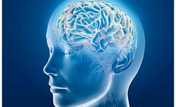 El cerebro humano genera neuronas nuevas hasta los 90 años El cerebro humano genera neuronas nuevas hasta los 90 años