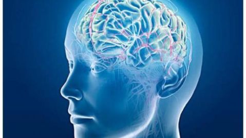 Un estudio identifica el punto d&eacute;bil del cerebro para el alzh&eacute;imer y la esquizofrenia