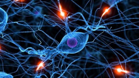 Investigan las conexiones cerebrales para tratar el alzh&eacute;imer