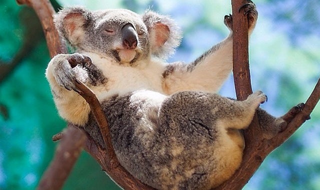 Las mil formas de dormir de los animales Las mil formas de dormir de los animales