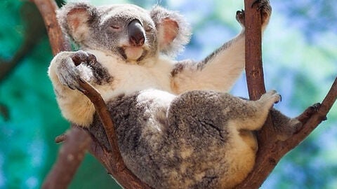 La siesta del koala