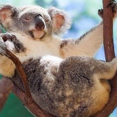 La siesta del koala