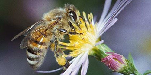 Luis Ferreirín: "Hay 319 insecticidas autorizados en España que son perjudiciales para las abejas" Luis Ferreirín: "Hay 319 insecticidas autorizados en España que son perjudiciales para las abejas"