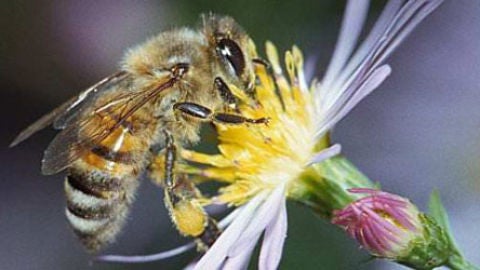 Prohibici&oacute;n de los plaguicidas peligrosos para las abejas