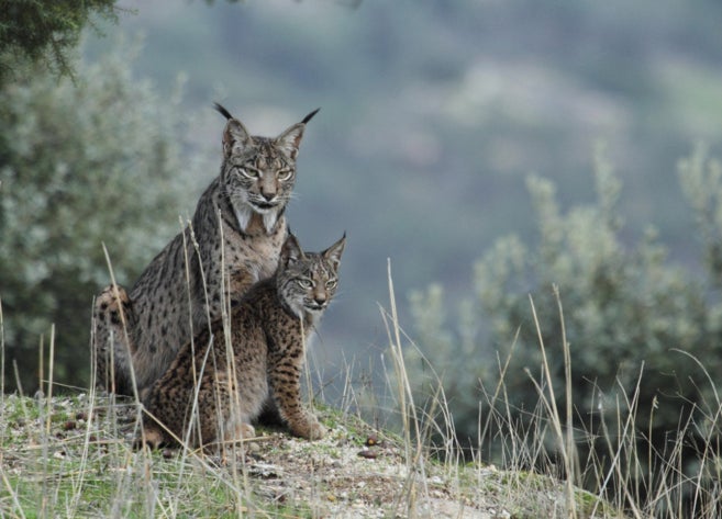 Encuentran muerto a 'Kaplán', uno de los primeros linces ibéricos liberados en Castilla-La Mancha Encuentran muerto a 'Kaplán', uno de los primeros linces ibéricos liberados en Castilla-La Mancha