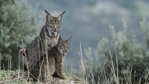 Linces ibéricos Linces ibéricos