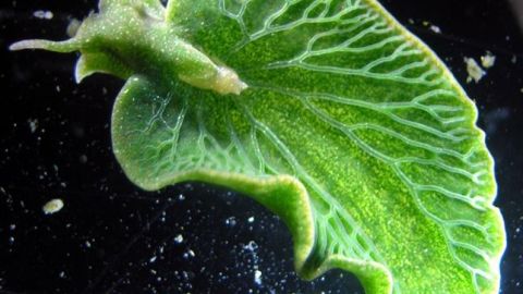 Una babosa asume genes de algas para vivir de la fotos&iacute;ntesis