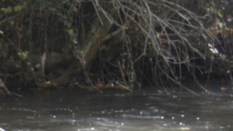 Imagen del r&iacute;o Henares