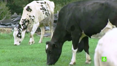 Vacas pastando