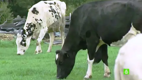 Vacas pastando Vacas pastando