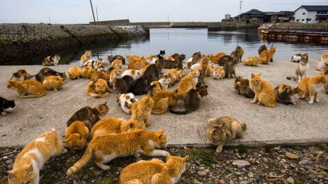 Los gatos invaden el muelle