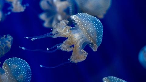 Las medusas presentes en nuestros mares durante todo el a&ntilde;o