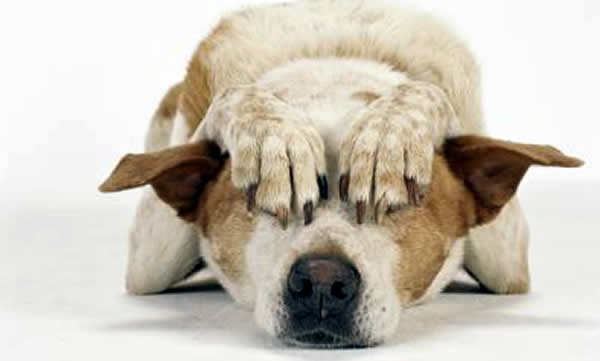 El luto en los animales El luto en los animales