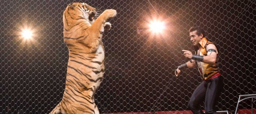 Animales en los circos Animales en los circos