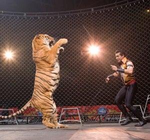 Animales en los circos Animales en los circos
