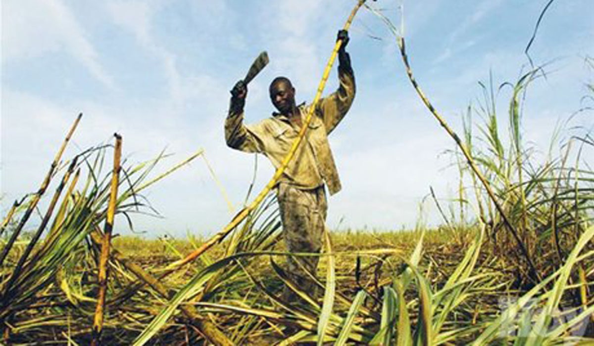 Un mundo feliz: Esclavos del siglo XXI Un mundo feliz: Esclavos del siglo XXI