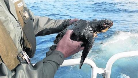 Tortuga afectada por el vertido de petr&oacute;leo en Canarias