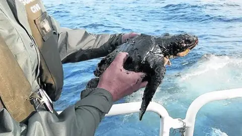Tortuga afectada por el vertido de petróleo en Canarias Tortuga afectada por el vertido de petróleo en Canarias