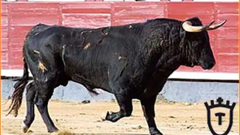 Toros el torero Toros el torero