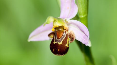 Orqu&iacute;dea abejera