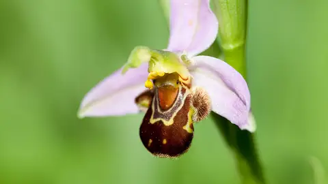 Orquídea abejera Orquídea abejera