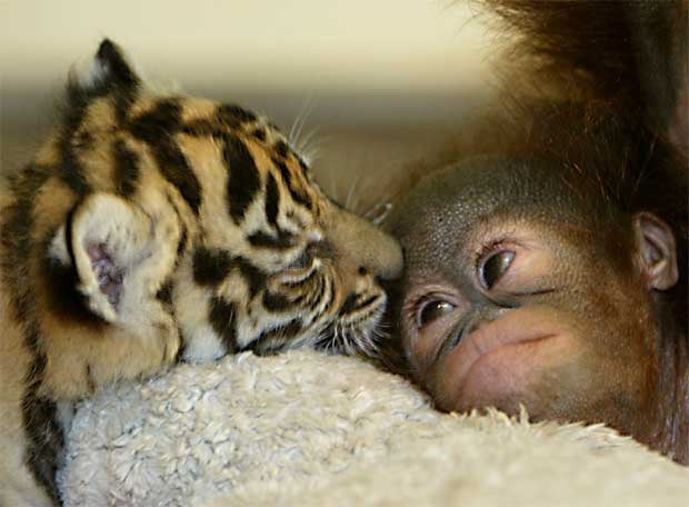 ¿Piensan realmente los animales? ¿Piensan realmente los animales?