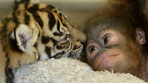 Empat&iacute;a entre animales