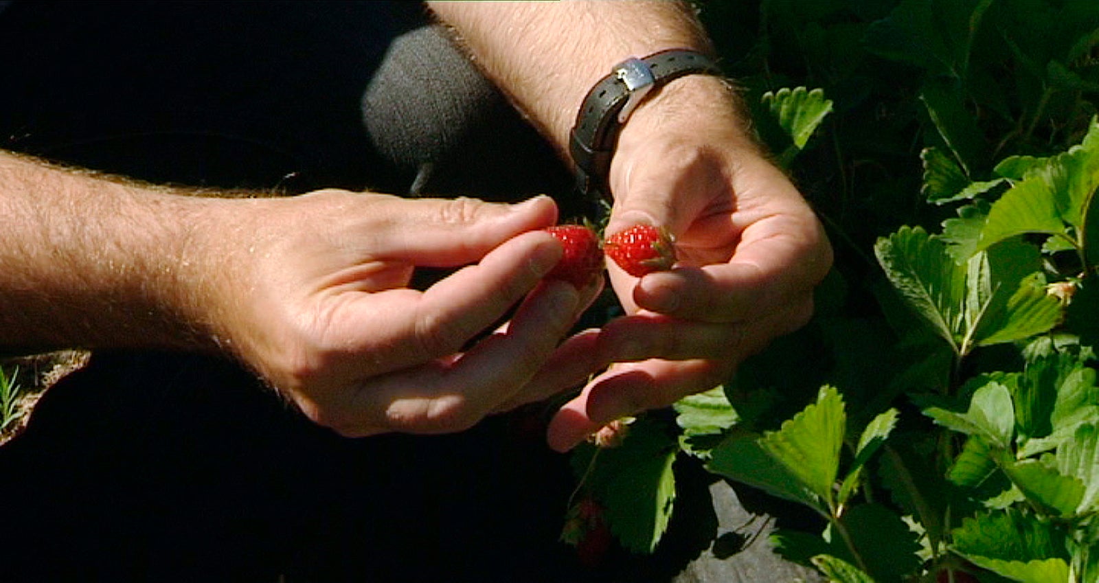 Cuatro ecomercados promocionarán a los productores locales en la provincia de Badajoz Cuatro ecomercados promocionarán a los productores locales en la provincia de Badajoz