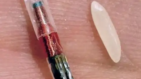 Microchip de identificación para mascotas Microhip para identificar perros y gatos
