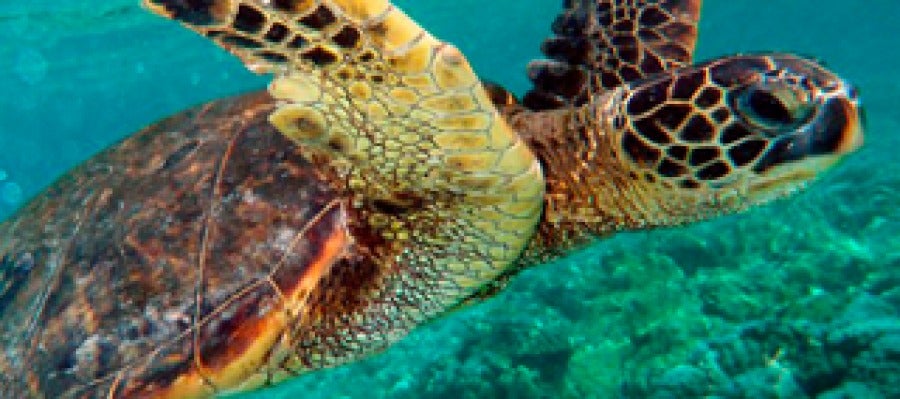 Tortuga verde Tortuga verde