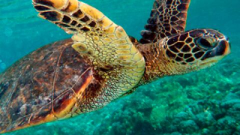 Animales marinos en peligro de extinci&oacute;n