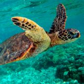 Animales marinos en peligro de extinción