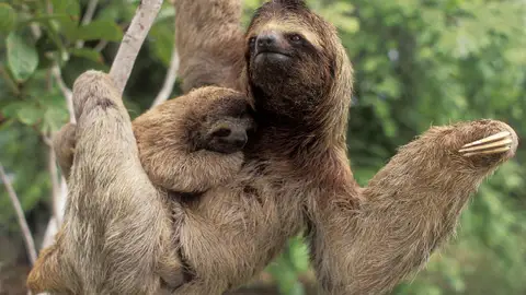 Un estudio demuestra que ser perezoso puede ser una ventaja evolutiva Un estudio demuestra que ser perezoso puede ser una ventaja evolutiva