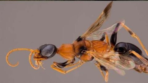 Abeja "dementor"