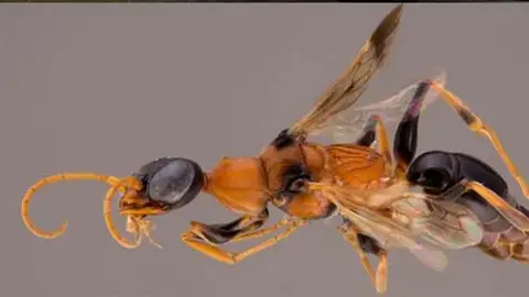 Abeja "dementor" Abeja "dementor"