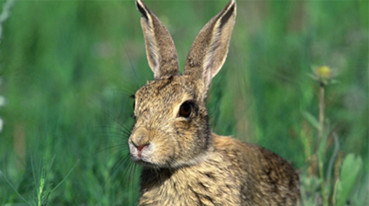 La Junta convenia con Fedexcaza trabajos de monitorización de la perdiz roja y el conejo de monte con técnicas de big data La Junta convenia con Fedexcaza trabajos de monitorización de la perdiz roja y el conejo de monte con técnicas de big data