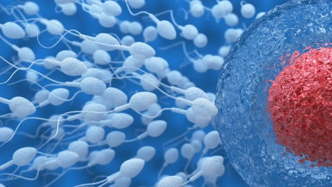 La fertilidad femenina disminuye con la 