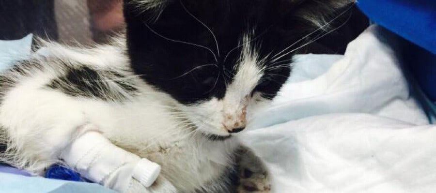 Broken, un gato usado como balón por unos niños hasta casi su muerte Broken, un gato usado como balón por unos niños hasta casi su muerte