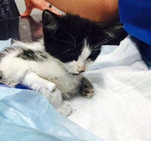 Broken, un gato usado como balón por unos niños hasta casi su muerte Broken, un gato usado como balón por unos niños hasta casi su muerte