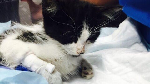 Broken, un gato usado como bal&oacute;n por unos ni&ntilde;os hasta casi su muerte