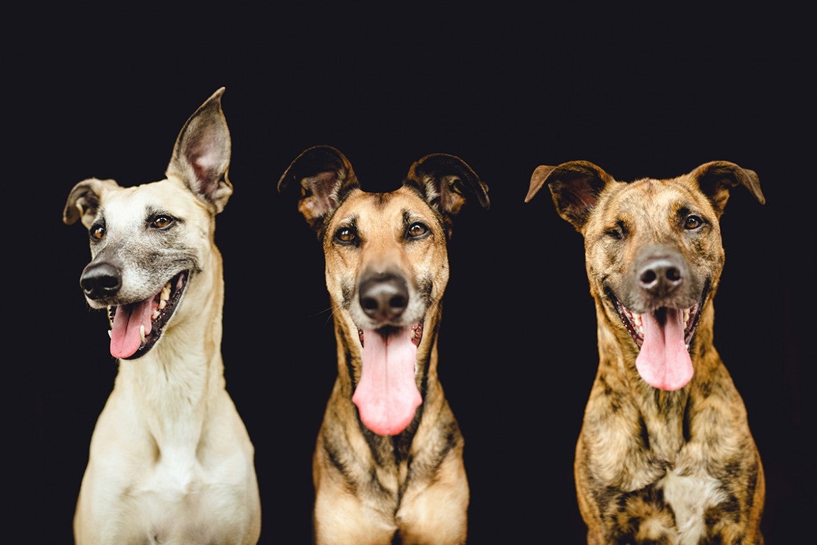 Así cambia la cara de un perro 24 horas después de ser adoptado Así cambia la cara de un perro 24 horas después de ser adoptado