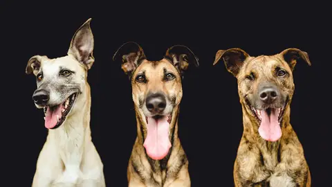 Perros adoptados Perros adoptados