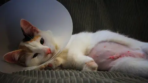Gato tras cirugía Gato tras realizarse cirugía con collar isabelino