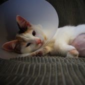 Gato tras cirugía