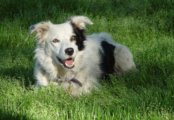 El tintero de Alsina